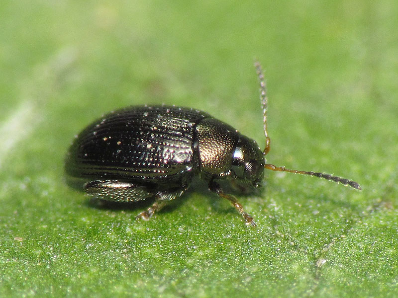 Chrysomelidae Alticini: Chaetocnema sp. (cfr.)